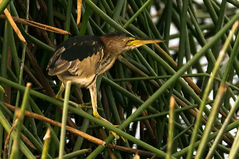 Black-backed Bittern