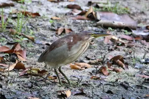 Von Schrenck's Bittern