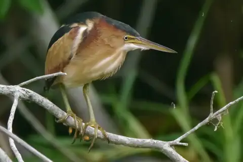 Least Bittern