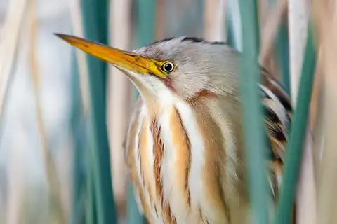 Stripe-backed Bittern