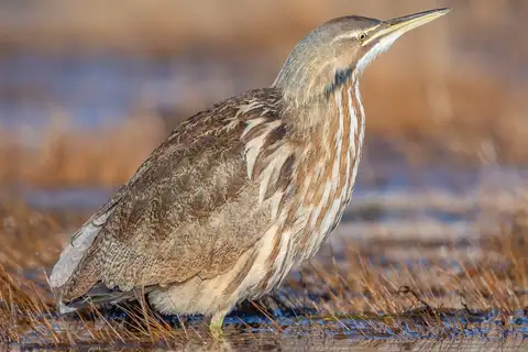 American Bittern