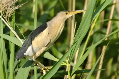 Little Bittern