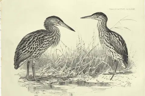 New Zealand Bittern