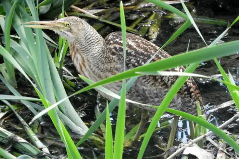 Pinnated Bittern