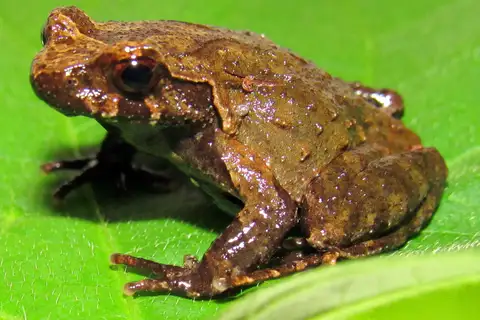 Binchuan Horned Toad
