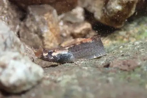 Short-legged Horned Toad