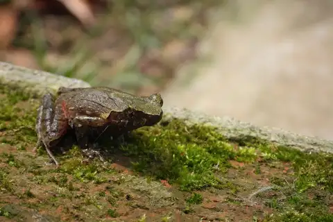 Chishui Horned Toad
