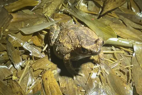 Daoji’s Horned Toad