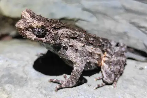 Jinggang Horned Toad