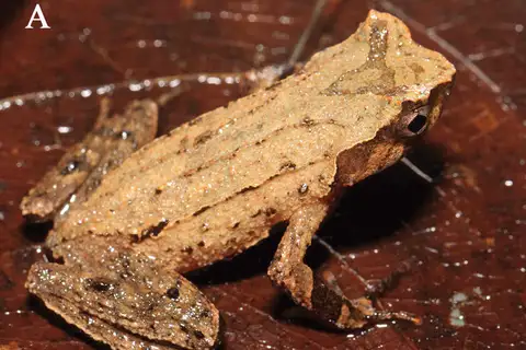 Mt. Jiulian Horned Toad