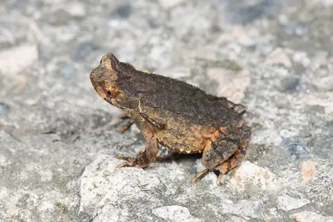 Lichun Horned Toad