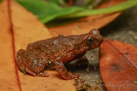 Nanling Horned Toad