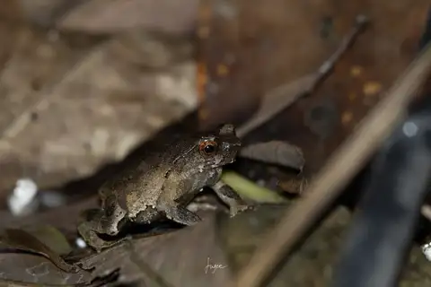 Yu Shen Horned Toad
