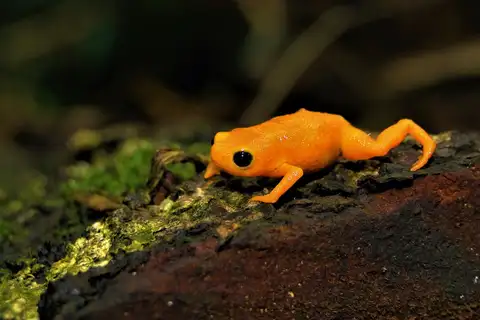 Pumpkin Toadlet