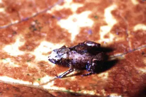 Flea-frog