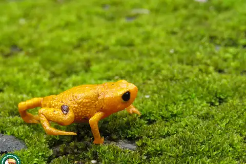 Pearly Pumpkin Flea Toad
