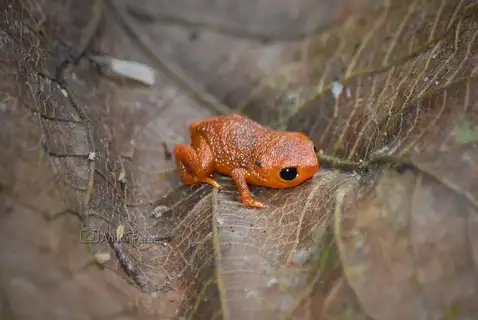 Serra Cantareira Flea Toad