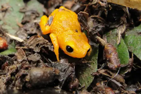 Brachycephalus rotenbergae