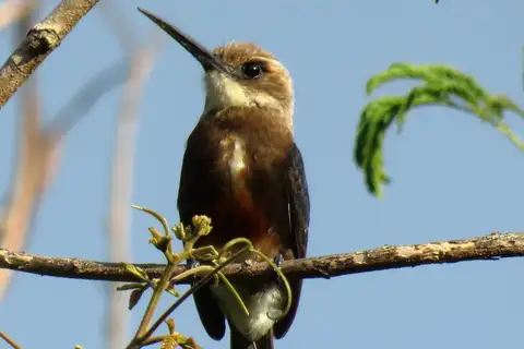 Pale-headed Jacamar