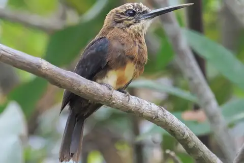 Brown Jacamar