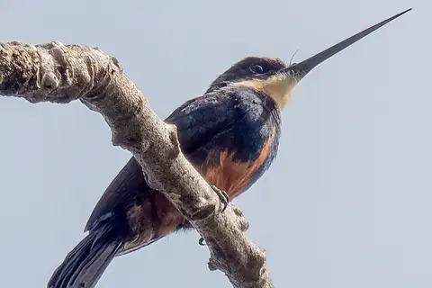 Dusky-backed Jacamar
