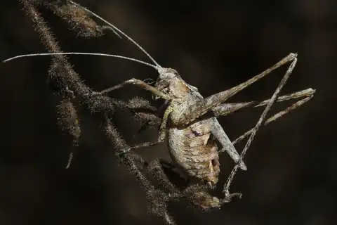 Least Katydid