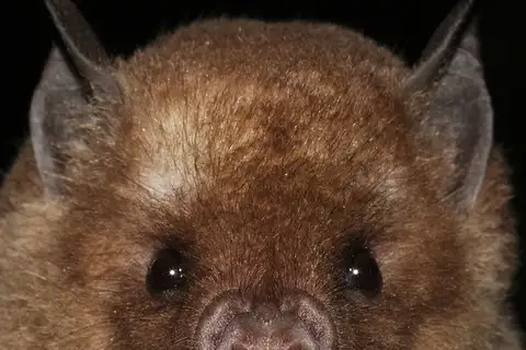 Antillean Fruit-eating Bat