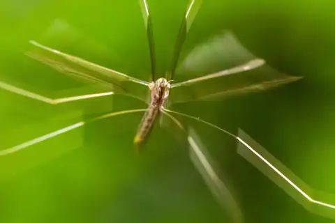 Brachypremna dispellens