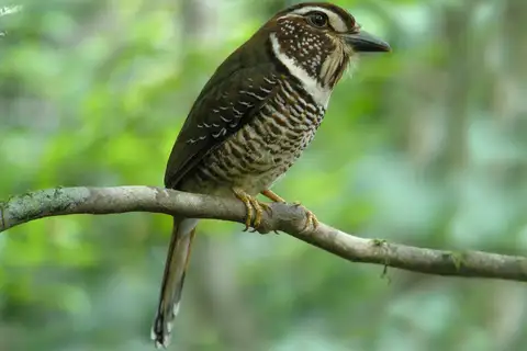 Short-legged Ground Roller