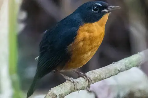 Rusty-bellied Shortwing