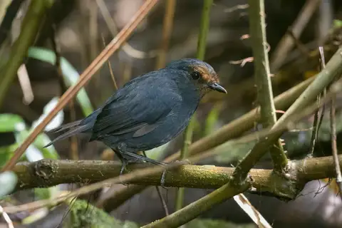 Philippine Shortwing