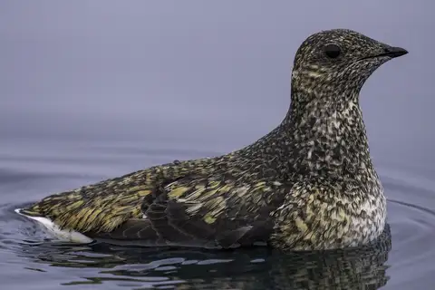 Kittlitz's Murrelet