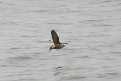 Long-billed Murrelet