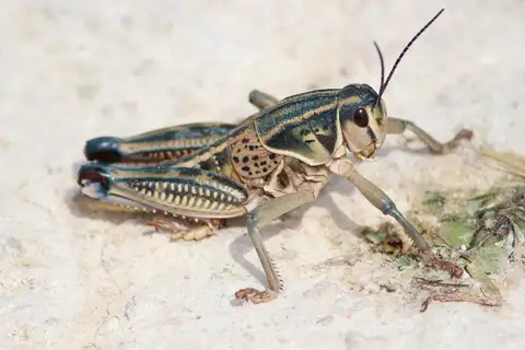 Plains Lubber Grasshopper