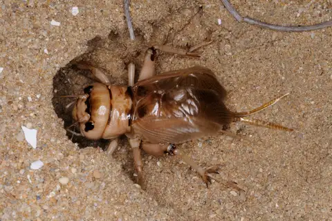 Brachytrupes megacephalus