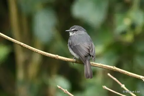 Dusky-blue Flycatcher