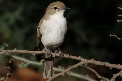 Marico Flycatcher