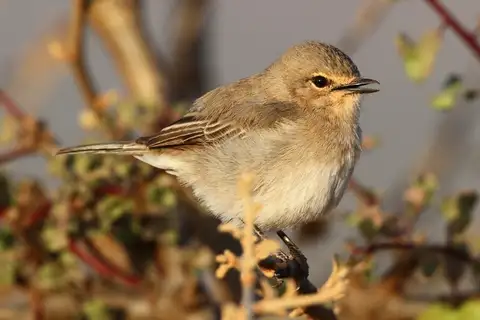African Grey Flycatcher