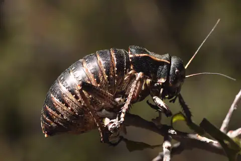 Bronze Glandular Bush-cricket