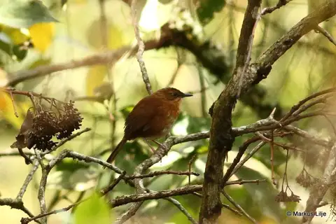 Bangwa Forest Warbler
