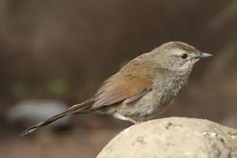 Barratt's Warbler