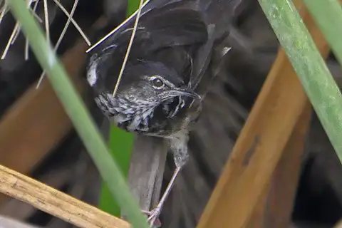 White-winged Swamp Warbler