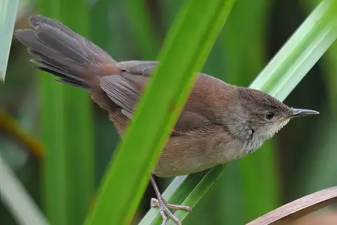 Highland Rush Warbler