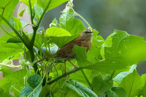 Cinnamon Bracken Warbler