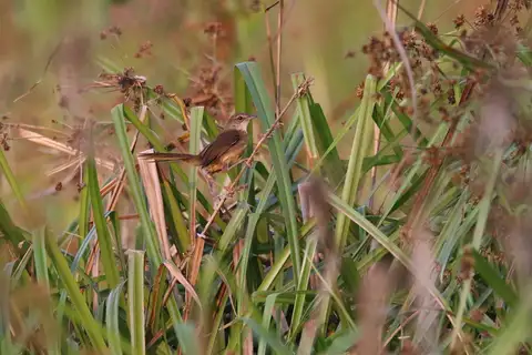 Dja River Scrub Warbler