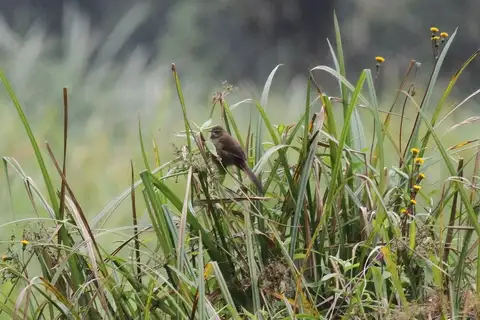 Grauer's Swamp Warbler