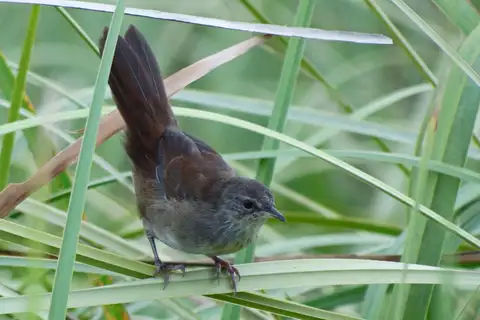 Knysna Warbler
