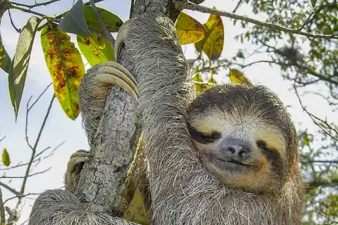Brown-throated Three-toed Sloth