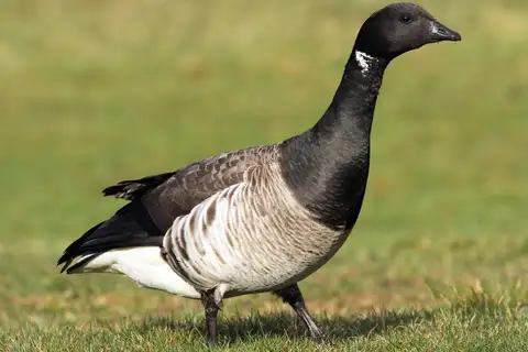 Brant Goose