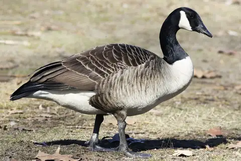 Canada Goose
